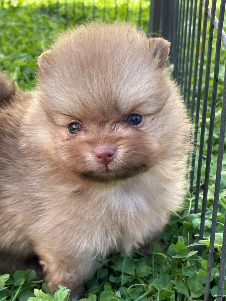 Shelby Des Petites Perles D'Ambres