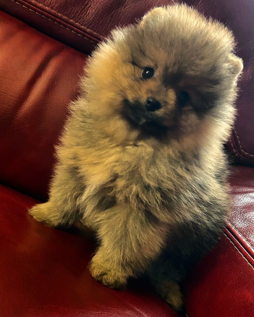 Des Petites Perles D'Ambres - Spitz allemand - Portée née le 21/10/2023